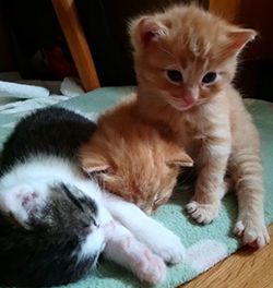 Tierschutzverein Südtiroler Tierparadies hilft Tierschutzverein Südtiroler Tierparadies hilft