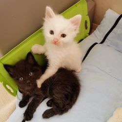 Adoptiere oder werde Pate von . . aus der Pflegestelle vom Tierschutzverein Südtiroler Tierparadies hilft