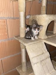 Adoptiere oder werde Pate von ... ... aus der Pflegestelle vom Tierschutzverein Südtiroler Tierparadies hilft