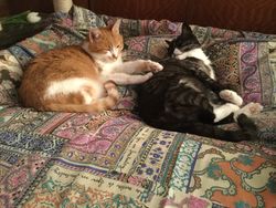 Pandora & Archimedes hat ein Zuhause gefunden. . aus der Pflegestelle vom Tierschutzverein Südtiroler Tierparadies hilft